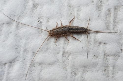Ctenolepisma lineata